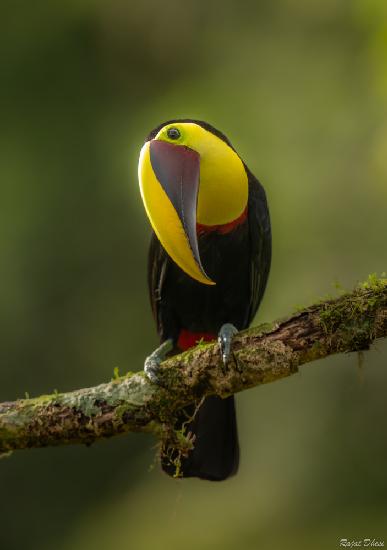 Chestnut Mandibled Toucan