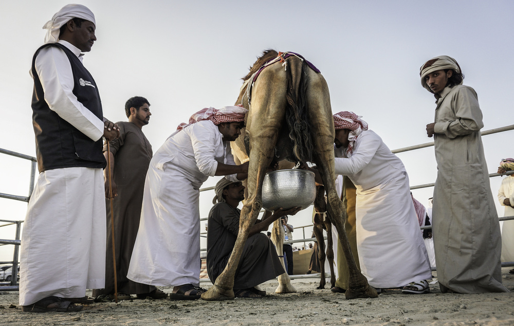 Milking a Rami Al Adwan