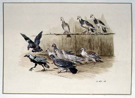 The Jackdaw and the Doves a Randolph Caldecott