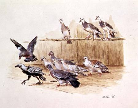 The Jackdaw and the Doves (sketch) a Randolph Caldecott