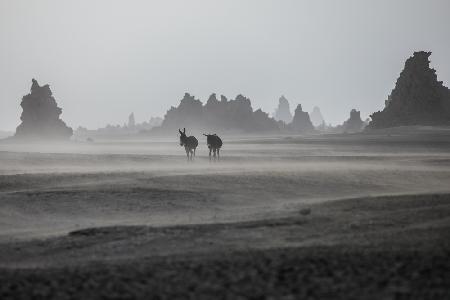 Lonely donkeys at Lac Abbe area, Dikhil