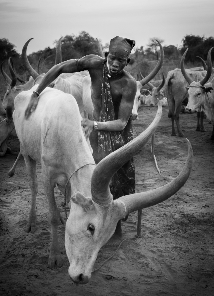 Mundari and cow, South Sudan a Raul Cacho Oses