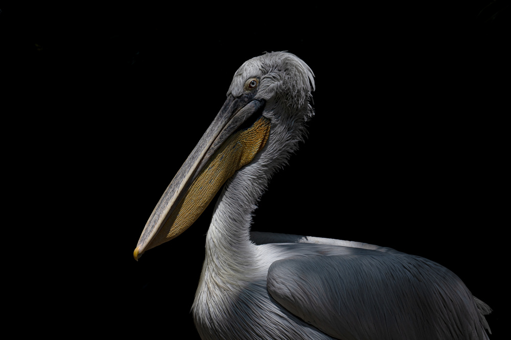 Pelican a Ravi Sankar