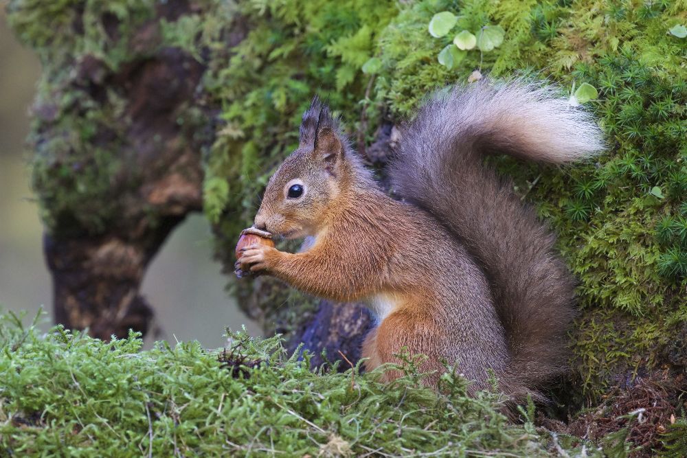 Red Squirrel a Ray Cooper