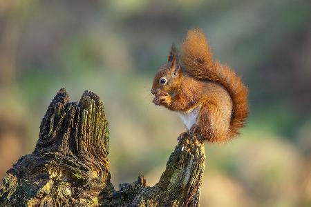 Red Squirrel