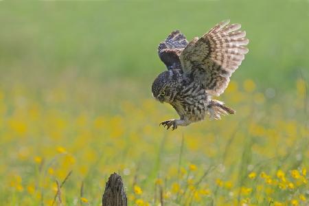Little Owl in a Spring meadow