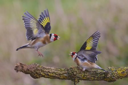 Dancing Goldfinch