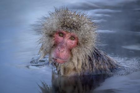 The Japanese Macaque Soaking in Hot Spring