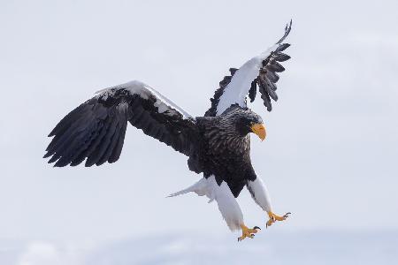 Stellers Sea Eagle