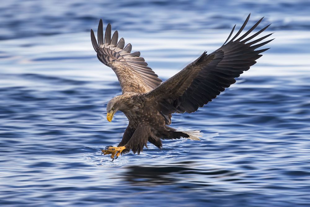 White-tailed Eagle a Raymond Ren Rong