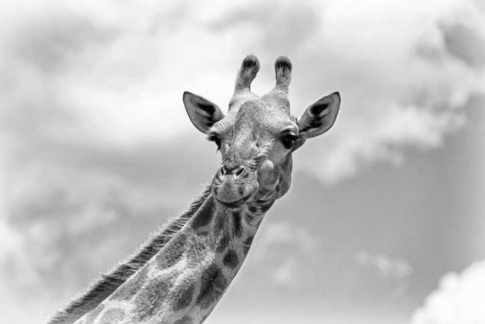 The giraffe - Wildlife V a Regine Richter
