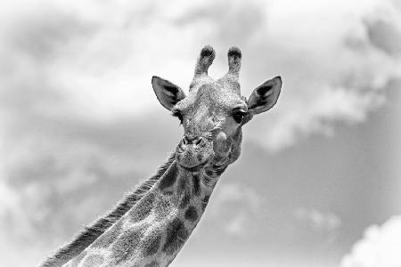 The giraffe - Wildlife V