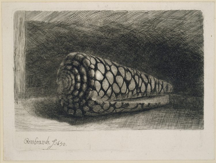 The Shell a Rembrandt van Rijn