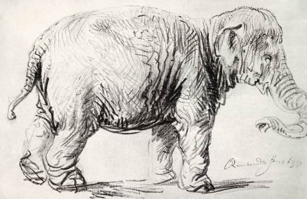 An Elephant a Rembrandt van Rijn