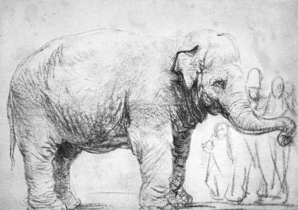 Ein Elefant a Rembrandt van Rijn
