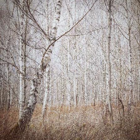 birch forest