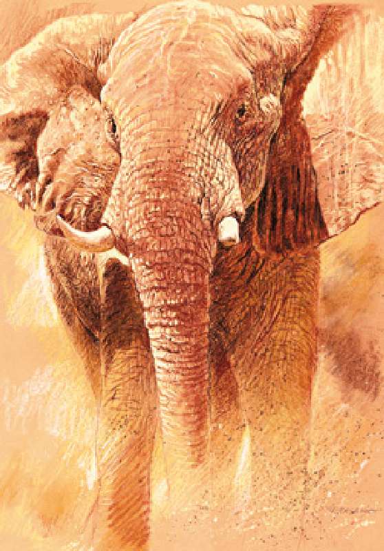 Elefant Study a Renato Casaro