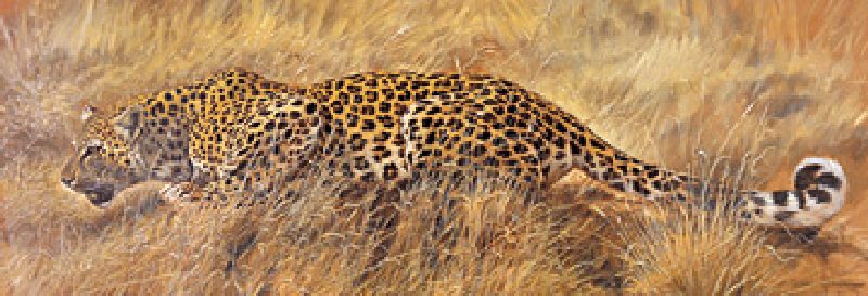 Leopard a Renato Casaro