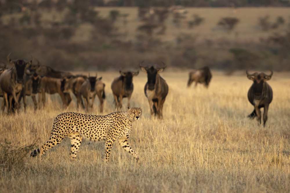 On the Hunt a Renee Doyle