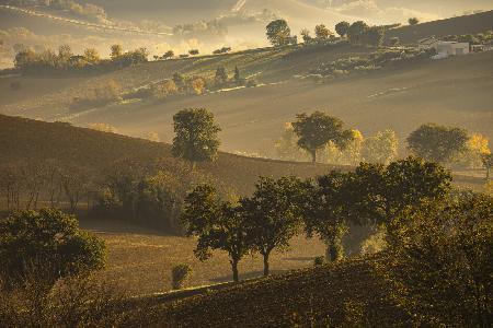 Autumn mists