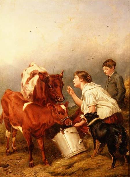 The Favoured Calf a Richard Ansdell