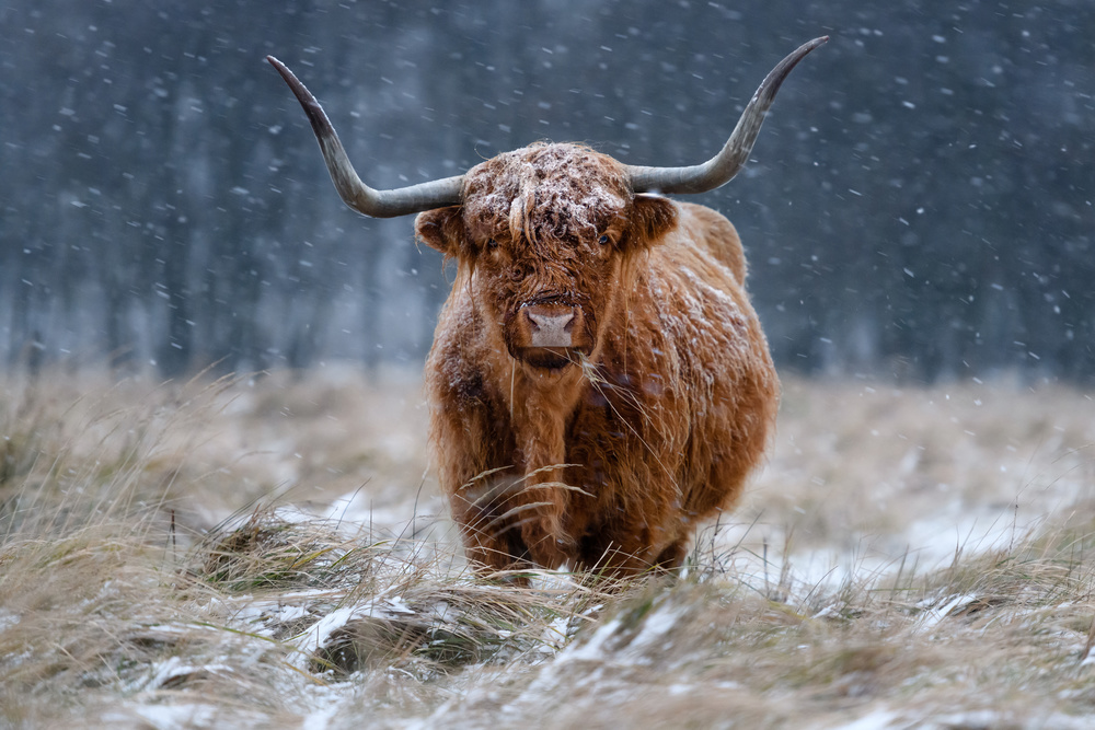 Snowy Highland cow a Richard Guijt