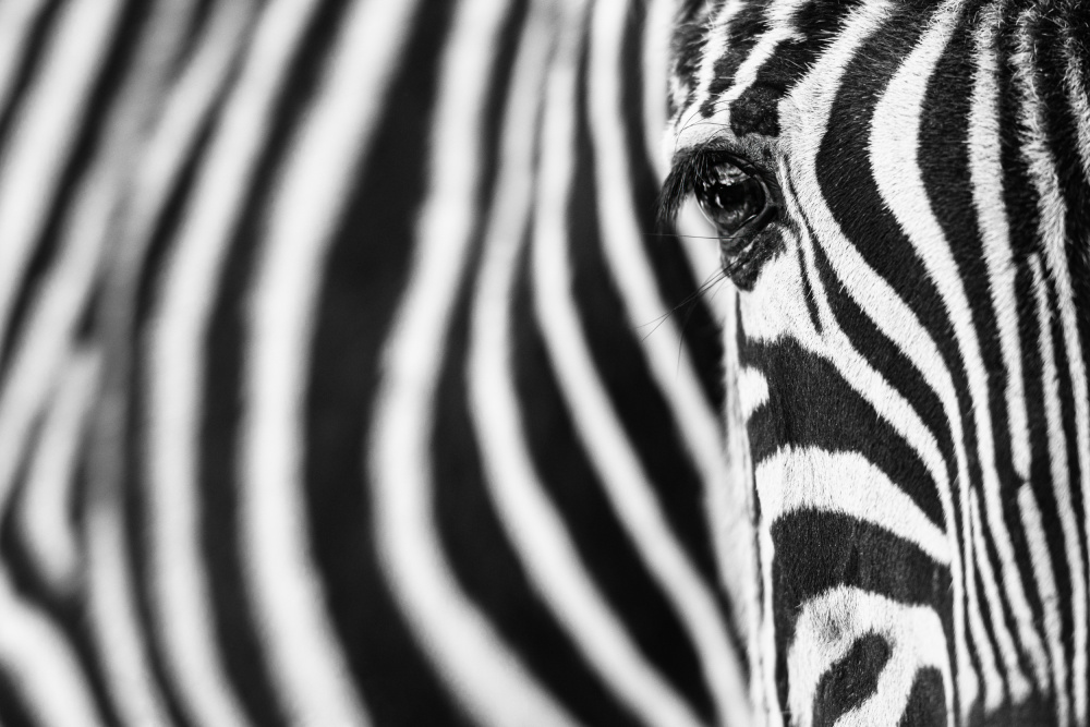 Zebra stripes a Richard Guijt