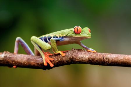 Agalychnis callidryas