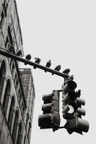 New York City Doves