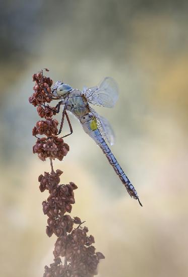 Anax Parthenope