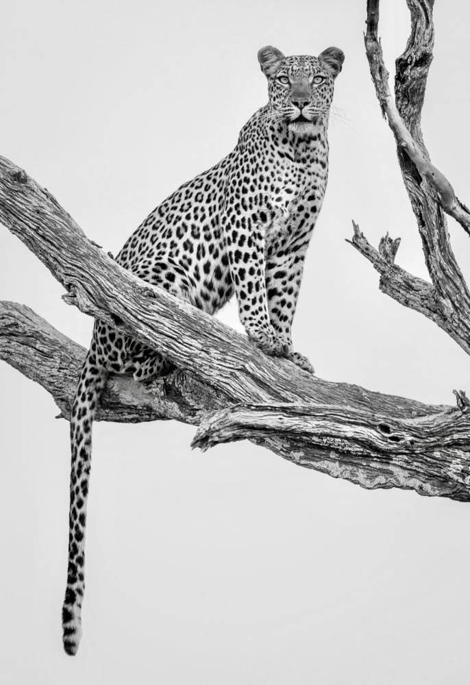 Leopard Portrait - Mono Var a Rob Darby