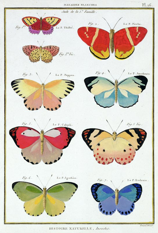 Butterflies from 'Histoire Naturelle des Insectes' by M. Olivier (coloured engraving) a Robert Benard