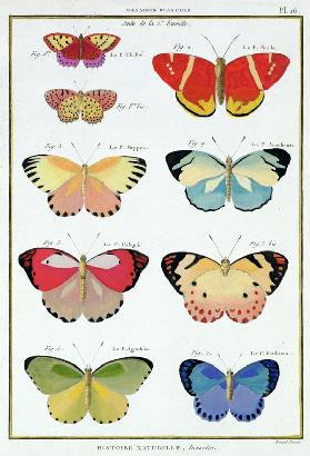 Butterflies from 'Histoire Naturelle des Insectes' by M. Olivier (coloured engraving)