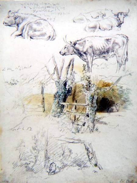 Cattle Studies a Robert Hills