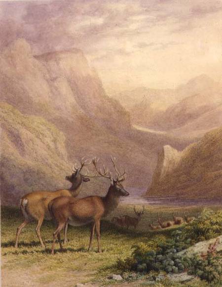 Deer in the Highlands a Robert Hills