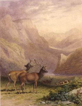 Deer in the Highlands