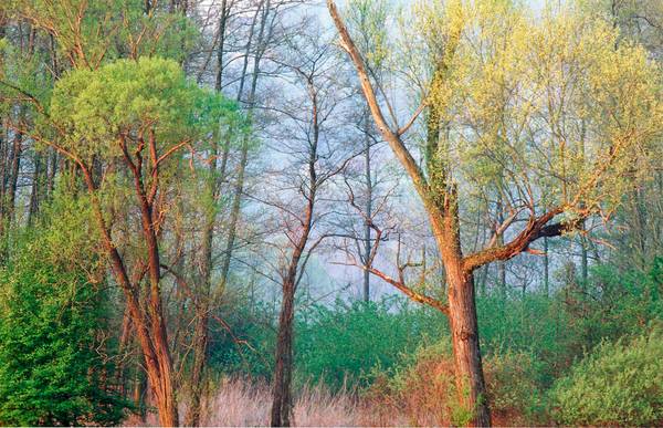 Baumgruppe im roten Morgenlicht, dahinter ein kleiner romantischer Wald a Robert Kalb