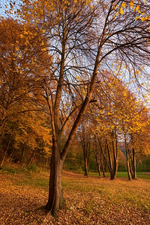 Goldener Herbst im Wienerwald a Robert Kalb
