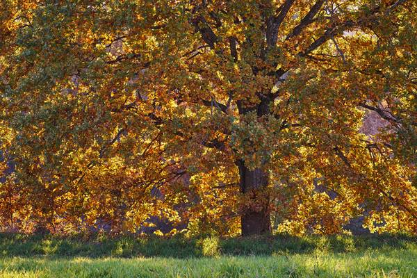 Herbstlich bunte Baumkrone im Gegenlicht a Robert Kalb