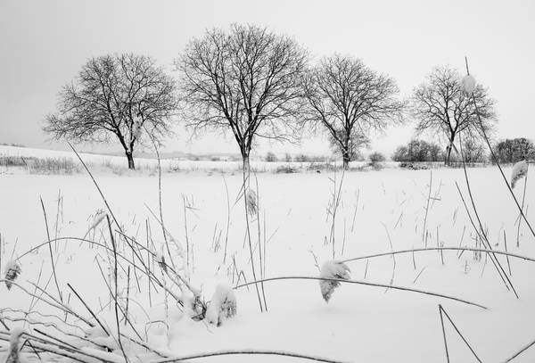 Kahle Baumreihe in Winterlandschaft a Robert Kalb