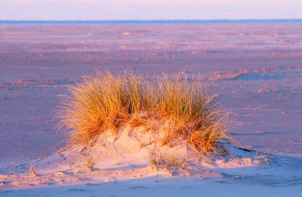 Leuchtendes Dünengras im Morgenlicht am Strand a Robert Kalb