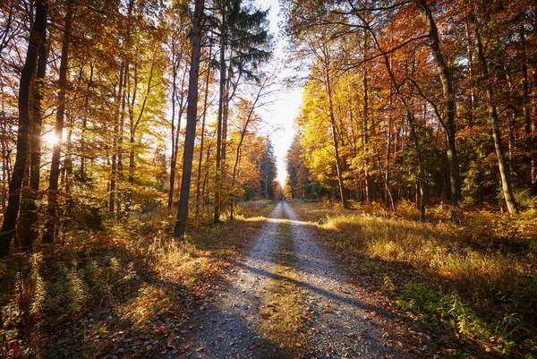 Romantischer Forstweg durch einen goldenen Herbstwald a Robert Kalb
