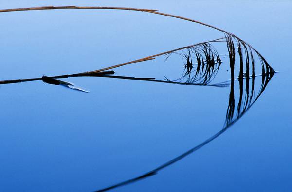 Schilfrohr Spiegelung im blauem Wasser a Robert Kalb