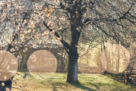 Blühenden Obstbäume im Garten mit Gegenlicht