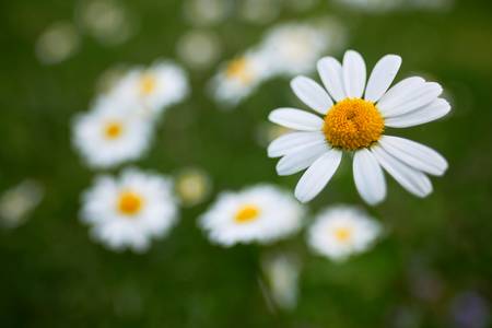 Blumenwiese mit Margeriten