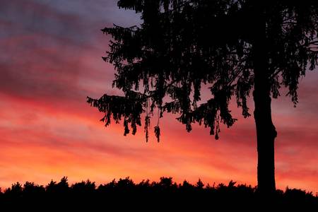 Eine Baum Silhouette mit leuchtend rotem Abendhimmel