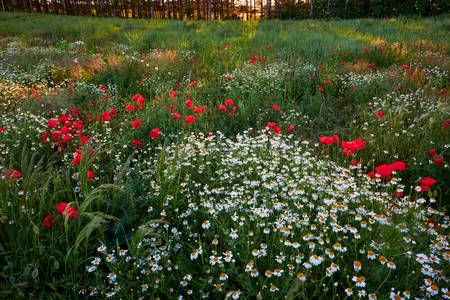 Feld mit Mohnblumen und echter Kamille, im Hintergrund ein Waldrand