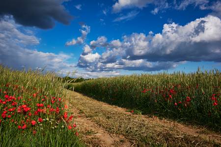 Güterweg durch ein Getreidefeld mit Mohnblumen