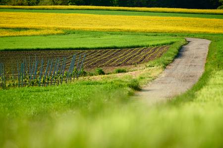 Weg durch Getreide und Rapsfelder