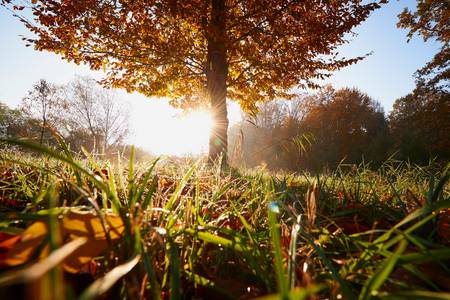 Herbtlicher Baum im Gegenlicht